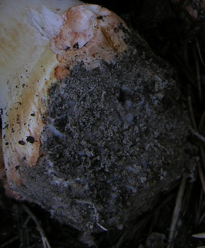 Indovina indovinello cosa metto nel cestello.....